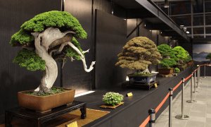 bonsai trees